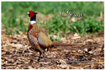 30077IA - IA magnetic postcard pheasant