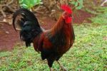 D5210293 - Plaque wall art rooster 18x12in