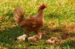 D5210294 - Plaque wall art hen and chicks 18x12in