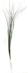 245886 - Floral Grass Stem 24inch