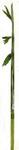 2659 - Bamboo stems 2pc 24-28inch