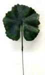 6284 - Floral Pick Single Leaf 7in.