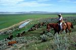 D5210292 - Plaque wall art cattle drive 18x12in