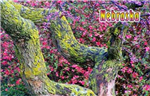 4123NE - NE magnetic postcard tree trunk