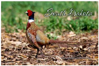 30066SD - SD magnetic postcard pheasant