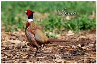 30077IA - IA magnetic postcard pheasant