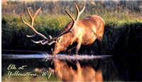 4440WY - wy-magnetic-postcard-elk-drinking-yellowstone