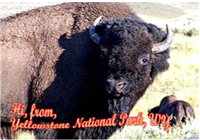 4688WY - wy-magnetic-postcard-buffalo-yellowstone