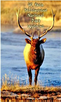 4689WY - wy-magnetic-postcard-hi-from-yellowstone-elk